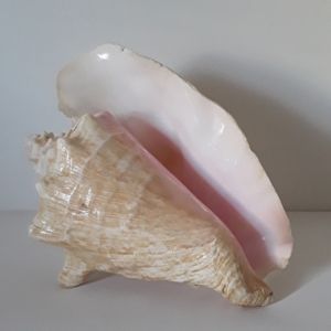 Queen conch Extra large sea shell pink